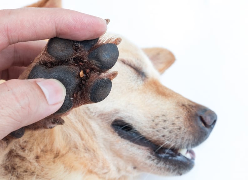 Ticks on sales dogs paws